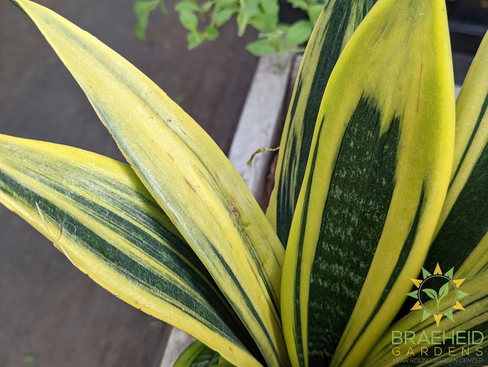 Sansevieria Golden Flame