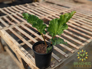 Rhubarb 'Valentine' - NO SHIP -
