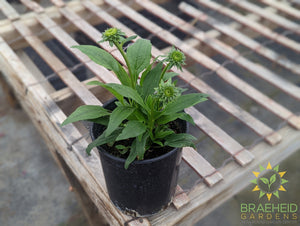 Echinacea 'Prima Saffron' - NO SHIP -