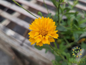 Coreopsis 'Jethro Tull' -NO SHIP-