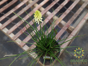 Kniphofia POCO 'Citron' - NO SHIP -