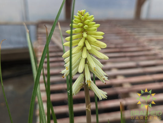 Kniphofia POCO 'Citron' - NO SHIP -