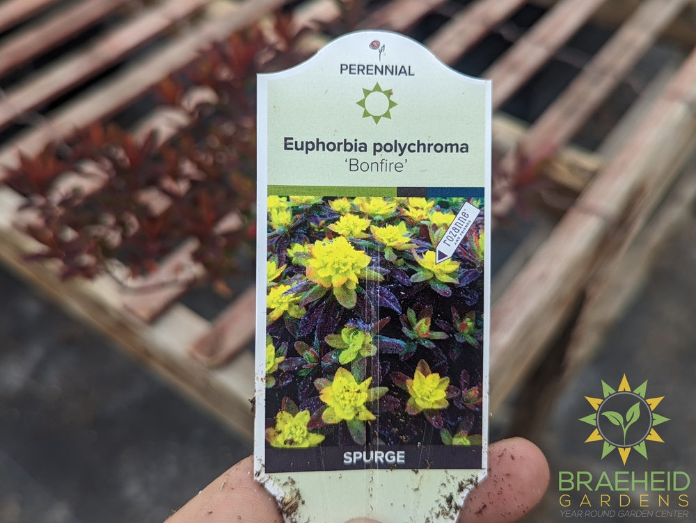 Euphorbia 'Bonfire' - NO SHIP -