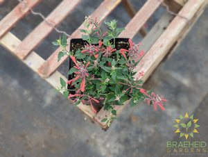 Agastache 'Kudos™ Coral' - NO SHIP -