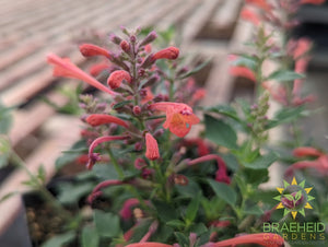 Agastache 'Kudos™ Coral' - NO SHIP -
