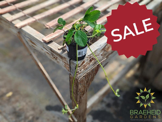 Strawberry Natural White