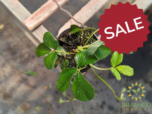 Strawberry Natural White