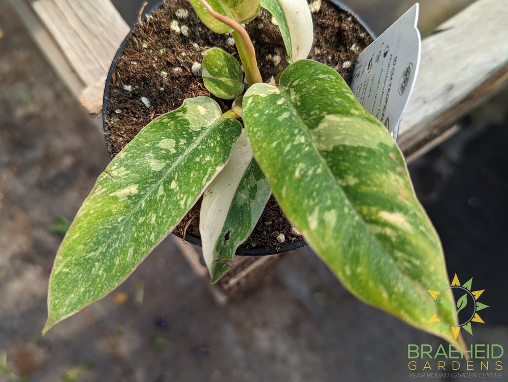 Philodendron Ring of Fire variegated