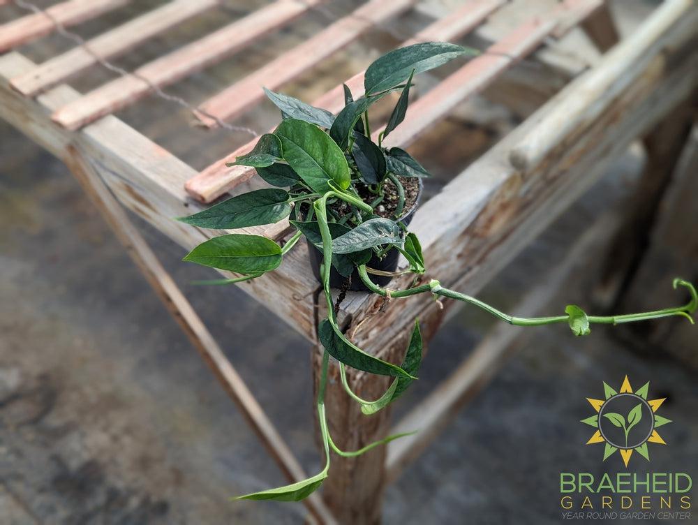 Epipremnum Pinnatum green