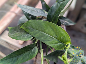 Epipremnum Pinnatum green