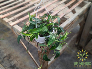 Epipremnum Pinnatum Green Hanging Basket