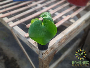 Peperomia Raindrop Polybotrya