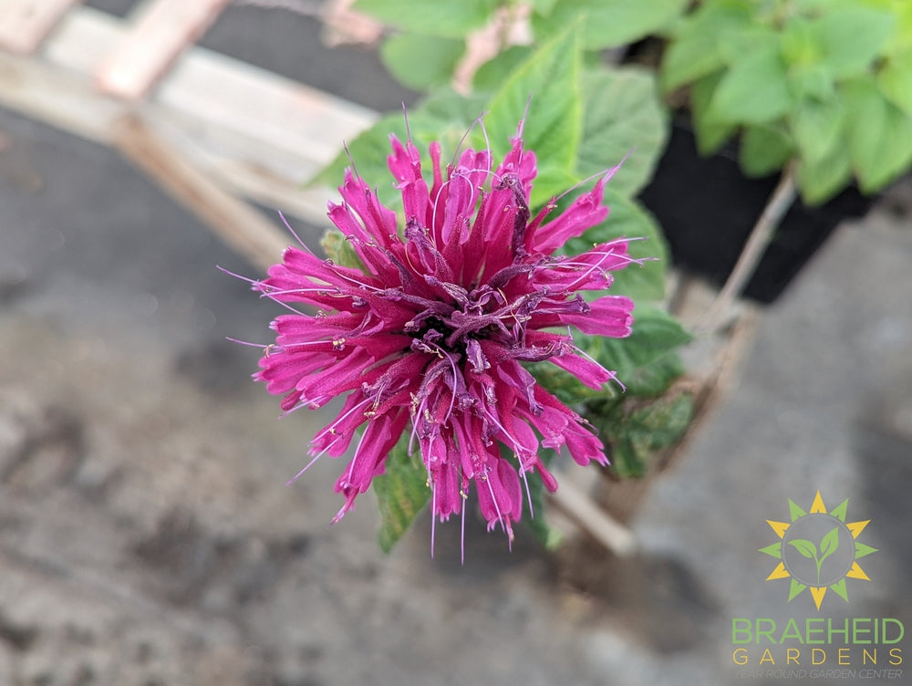 Bee Balm 'Grand Marshall™' - NO SHIP -