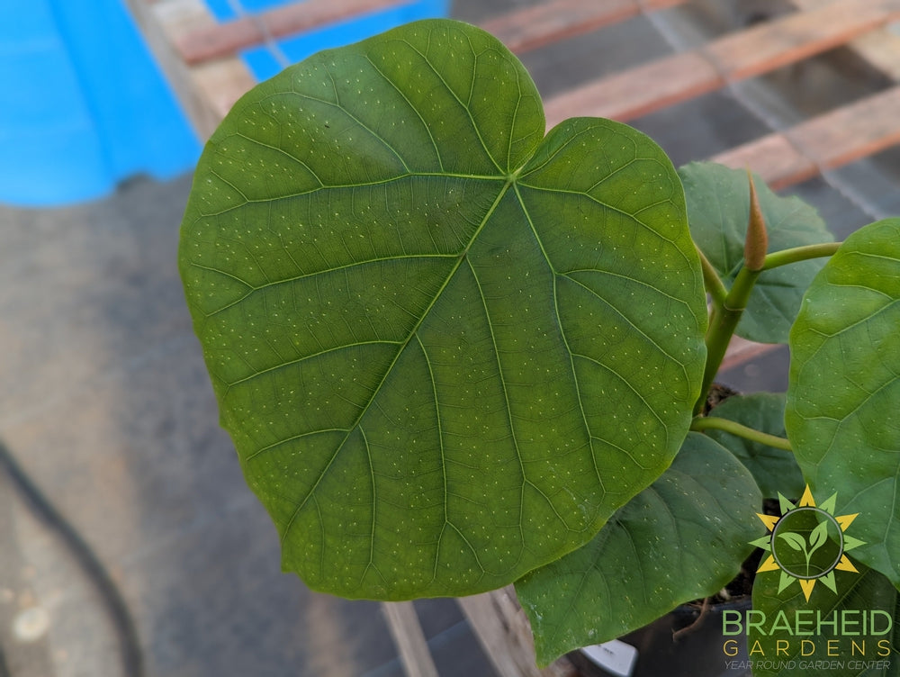 Ficus Umbellata