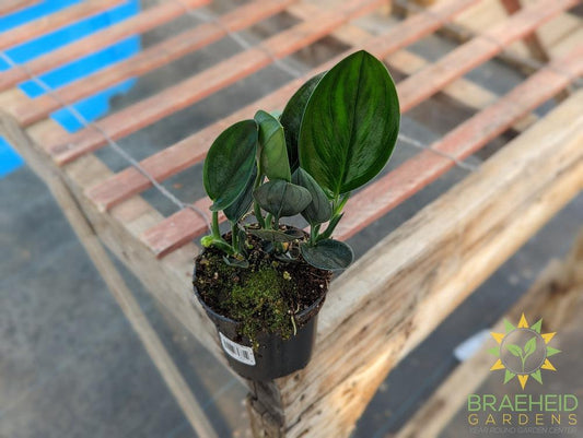 Scindapsus Treubii Nearly Black