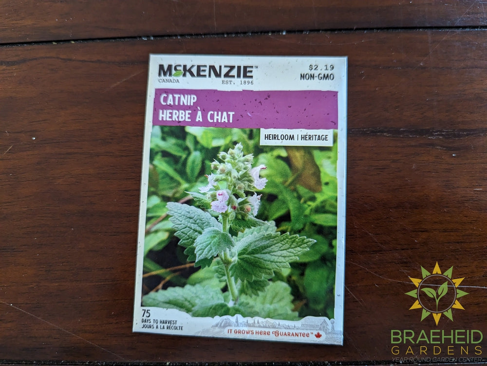 Catnip Mckenzie Seed