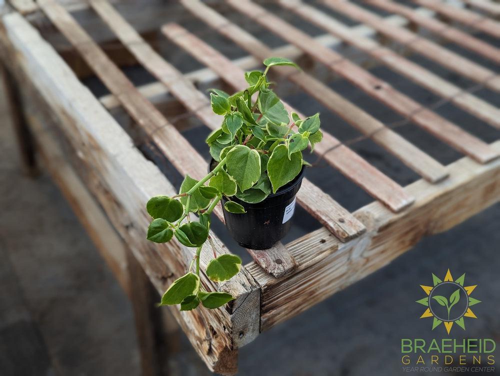 Peperomia Scandens Variegata