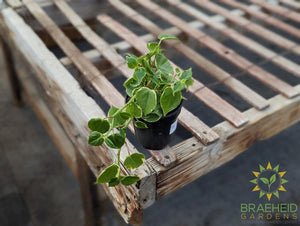 Peperomia Scandens Variegata