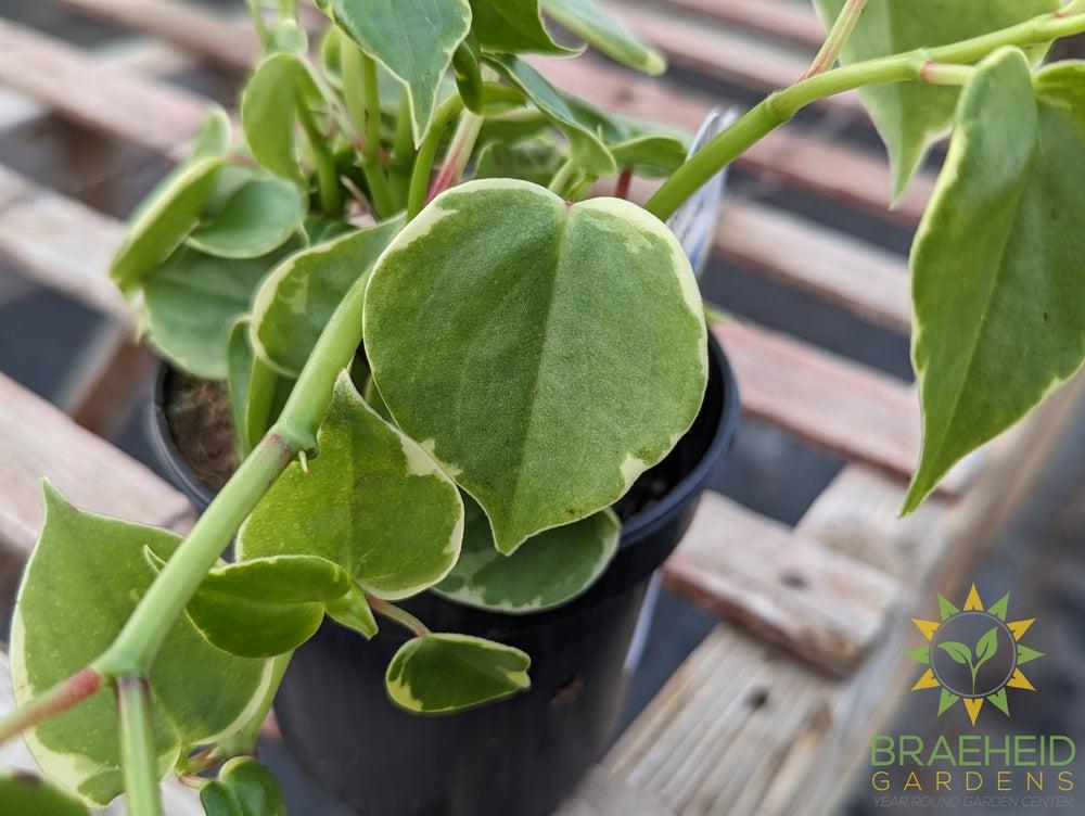 Peperomia Scandens Variegata