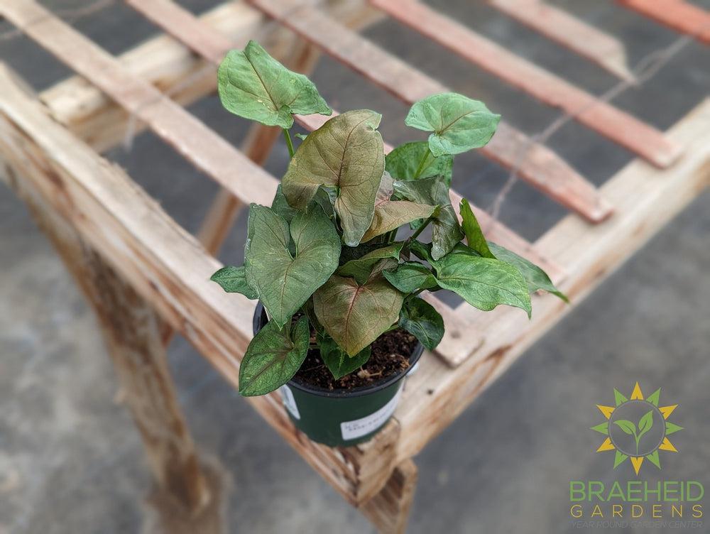 Syngonium Plain Green