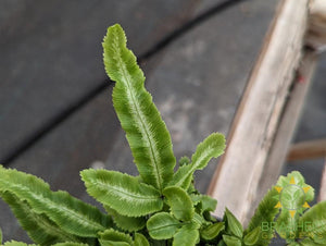 Silver Ribbon Fern
