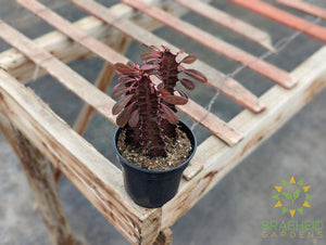 Euphorbia Trigona Rubra
