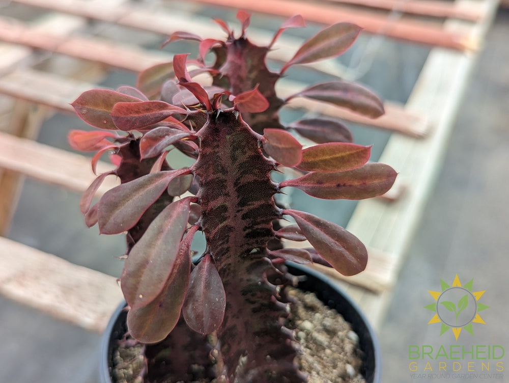 Euphorbia Trigona Rubra