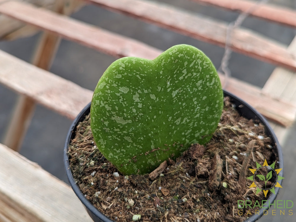 Hoya Kerrii Splash - Heart Leaf only