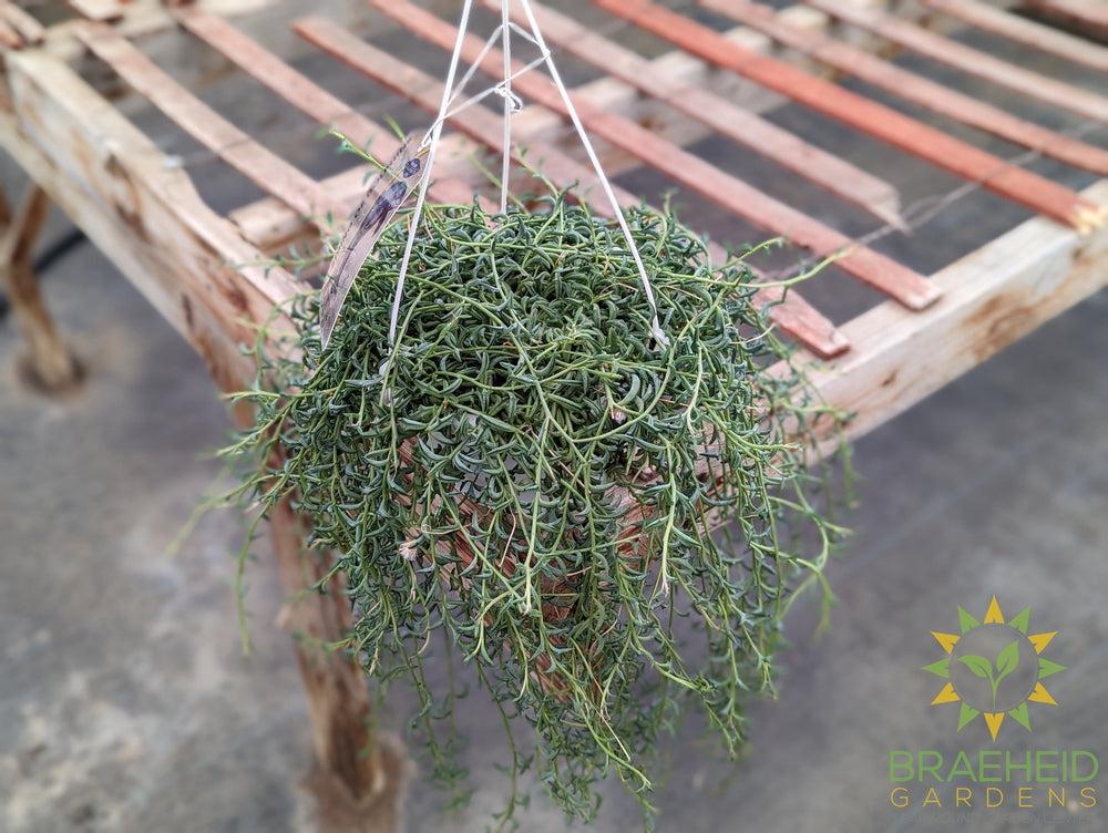 String of Dolphins Hanging Basket