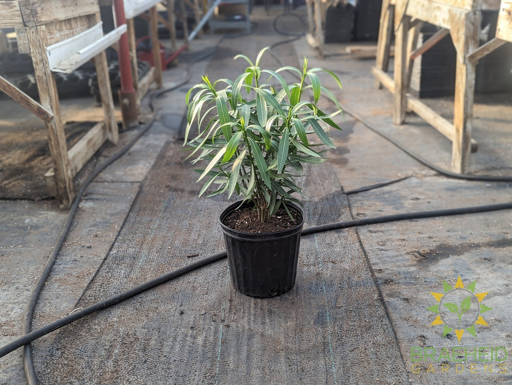 Large Oleander Nerium - NO SHIP -