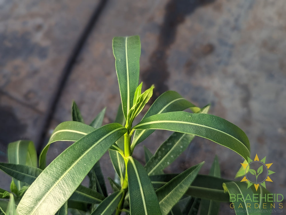 Large Oleander Nerium - NO SHIP -