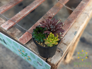 Trio Chick charms Sempervivum (Open for more)