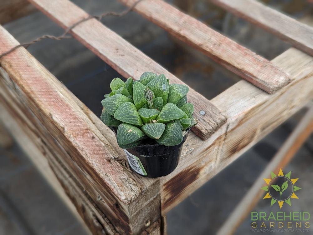 Haworthia Emelyae