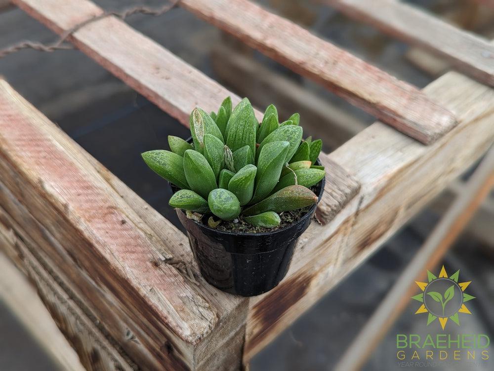 Haworthia Turgida