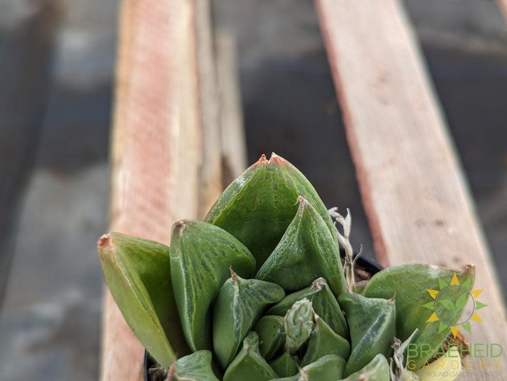 Mirabilis Haworthia Mundula
