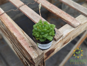 Haworthia Cymbiformis