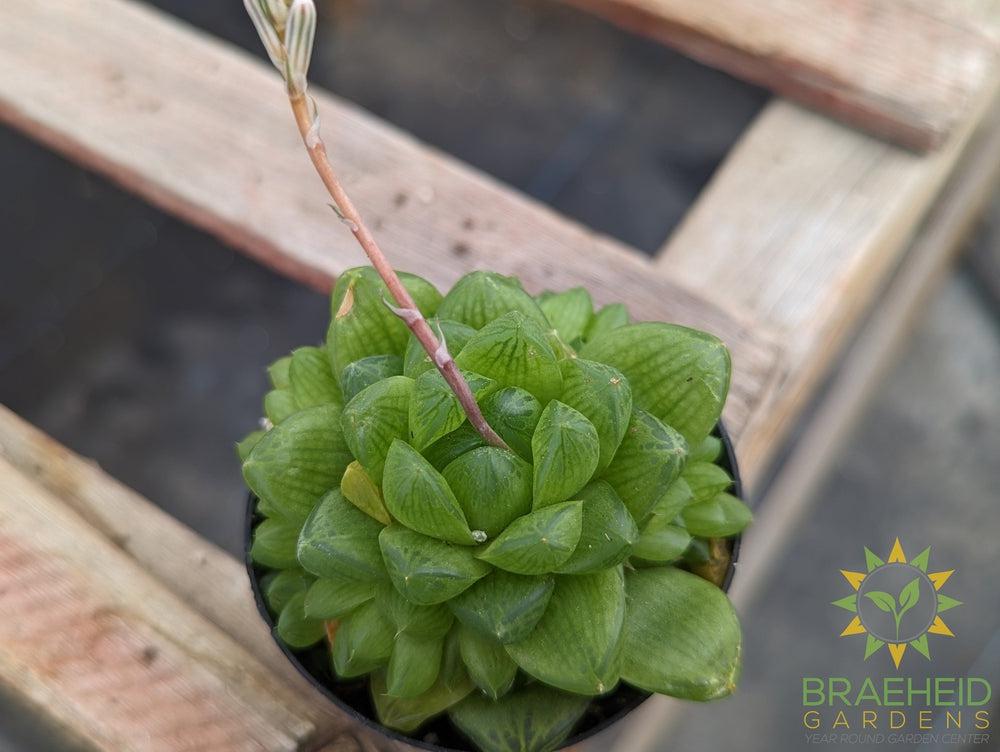Haworthia Cymbiformis