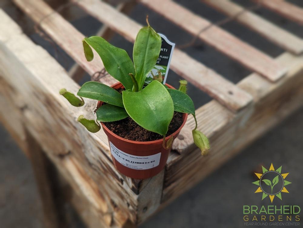 Nepenthes Asiatique - Asian Pitcher Plant