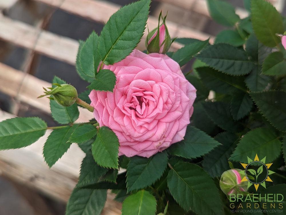 Miniature Roses