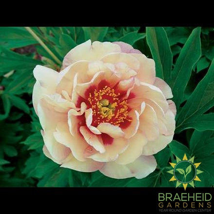 Magical Mystery Tour Itoh Peony - NO SHIP -