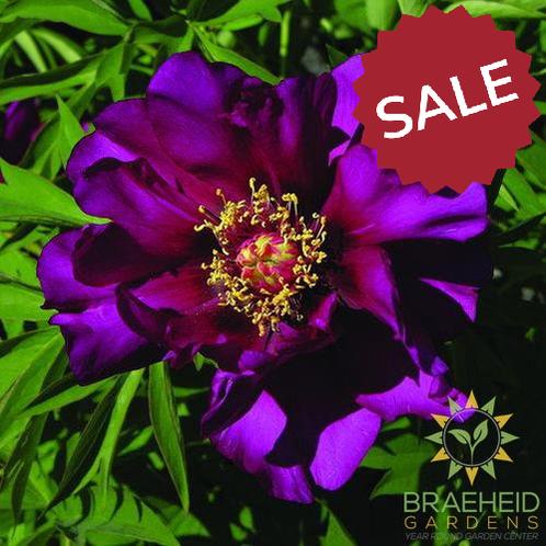 Morning Lilac Itoh Peony - NO SHIP -
