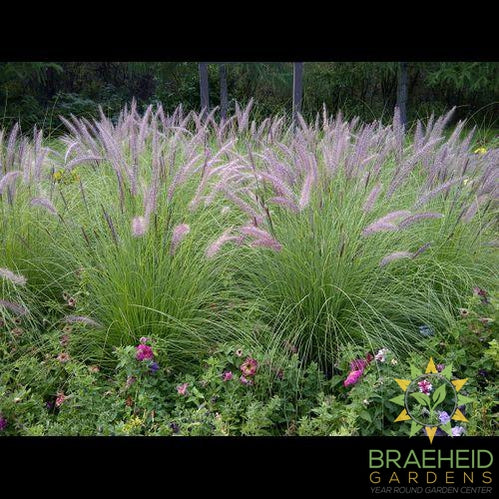 Dwarf Hameln Fountain Grass