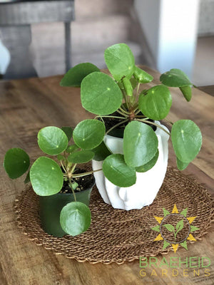BUY RARE Pilea peperomioides online | FREE SHIPPING