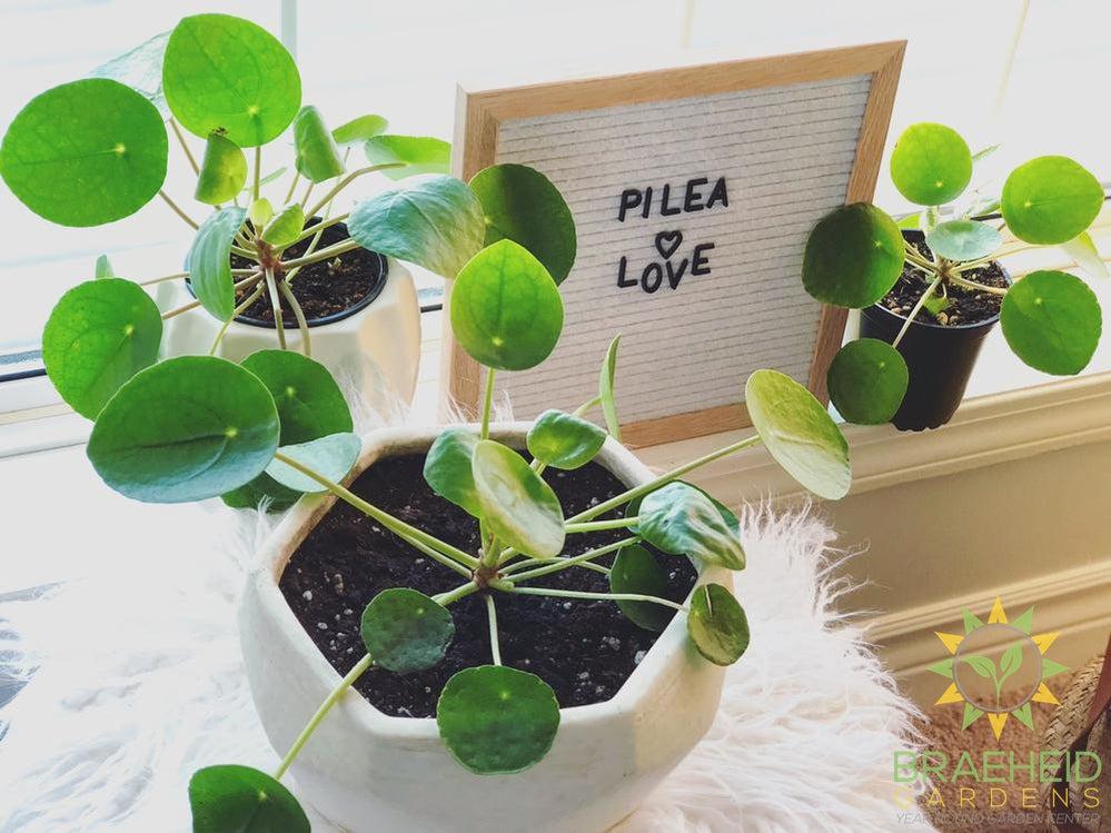 Pilea coin plant available for shipping across Canada