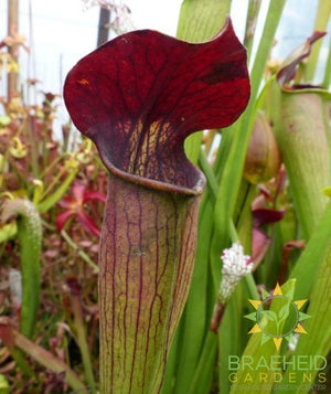Hardy Pitcher Plant - Sarracenia sp.