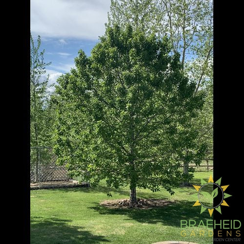 Polapoo Plant Paskapoo Poplar – Braeheid Gardens Ltd.