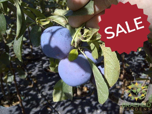 Mount Royal Plum- Tree for sale, Grown in Grande Prairie -Braeheid Gardens Ltd. on Emerson Trail