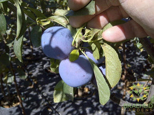 Mount Royal Plum
