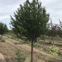 Ming Cherry Tree