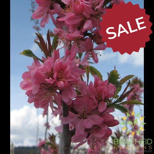 Muckle Plum- Tree for sale, Grown in Grande Prairie -Braeheid Gardens Ltd. on Emerson Trail